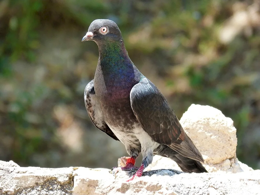 Sea pigeon Dove