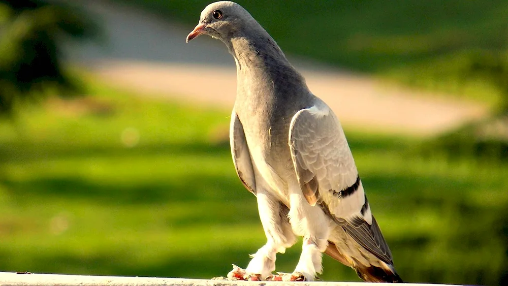 Crimean wild pigeon