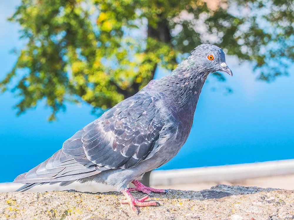 Crested bronze-winged pigeon