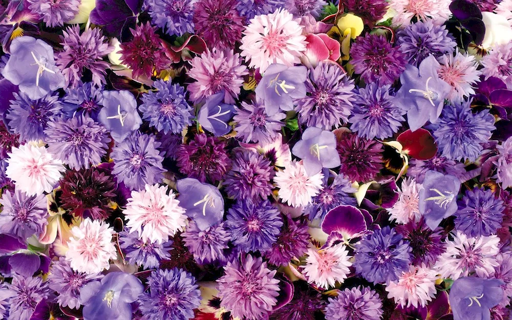 Violet background with flowers