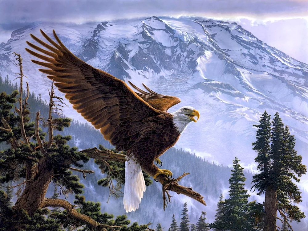 Eagle Aesthetics