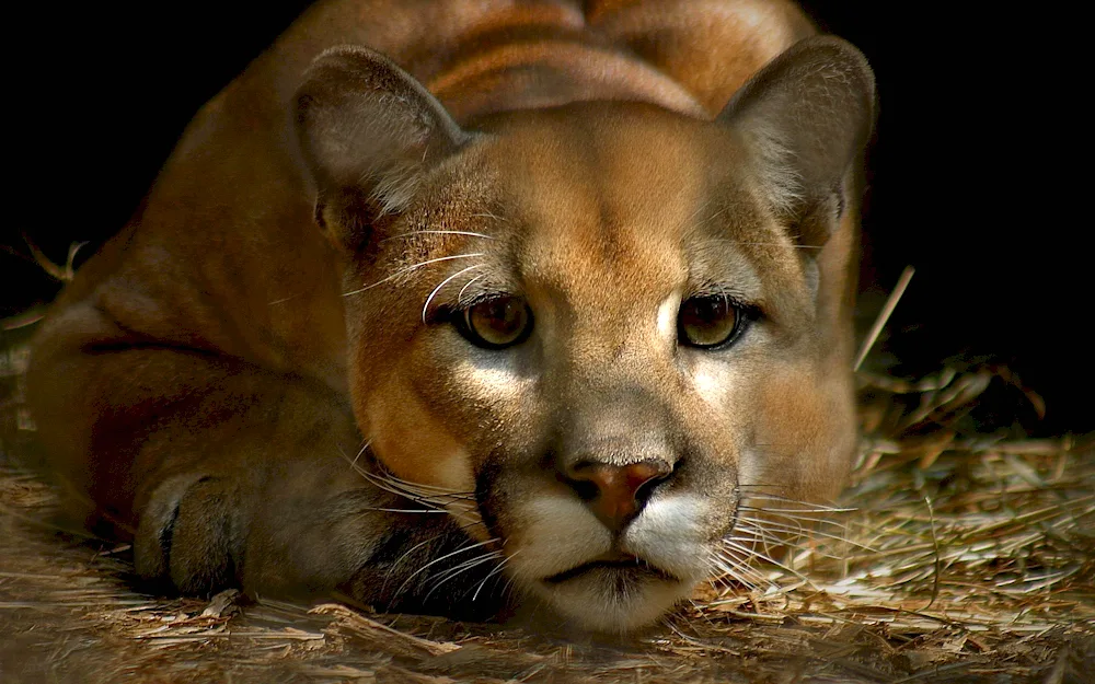 Mountain tiger Puma