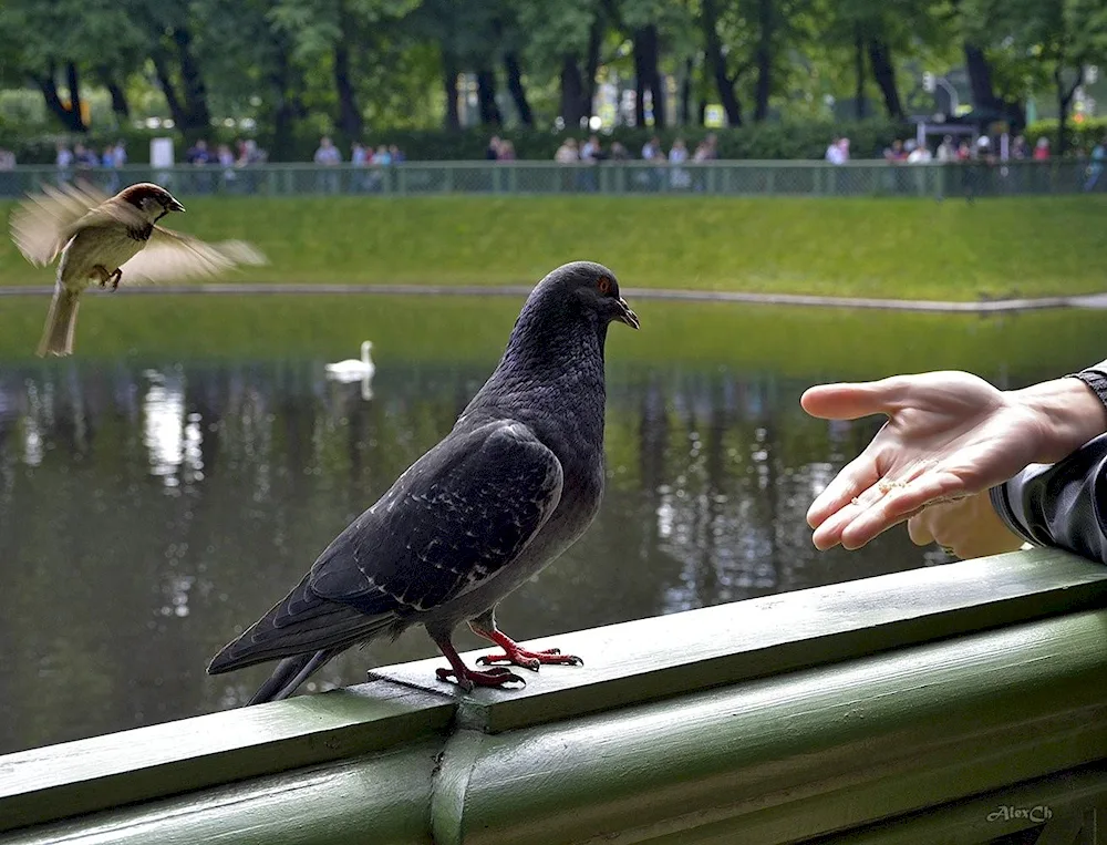 Birds of St. Petersburg