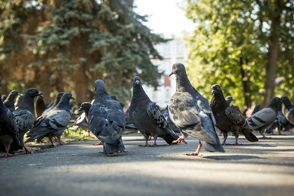 City Pigeon