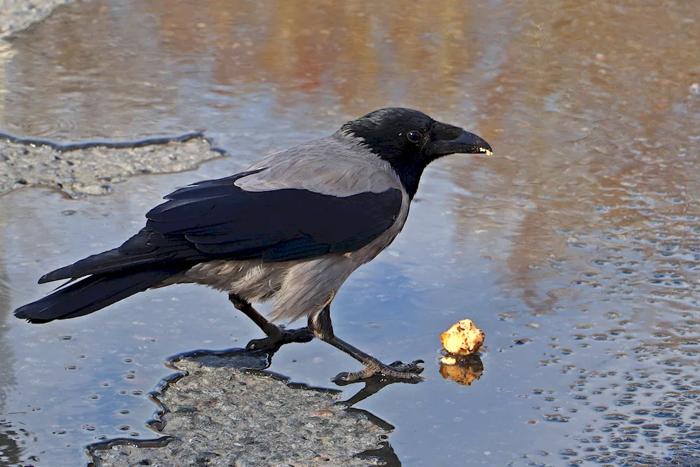 City birds