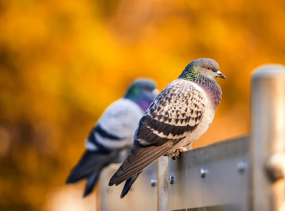 Urban birds