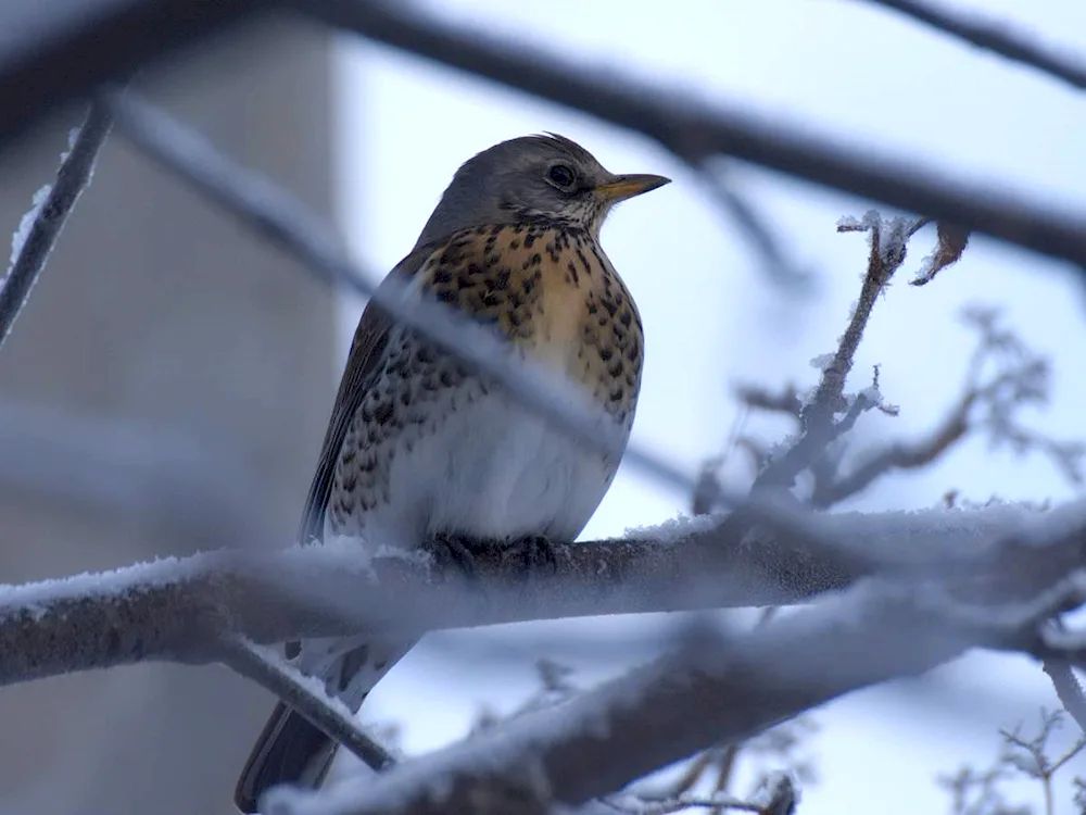 Birds of the Southern Urals