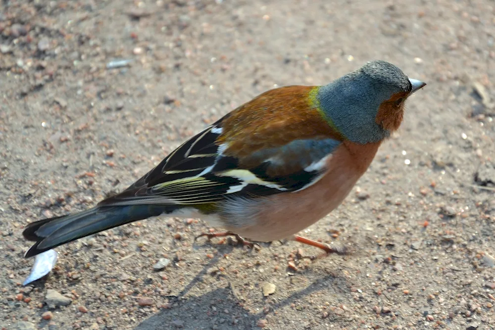 Birds of St. Petersburg