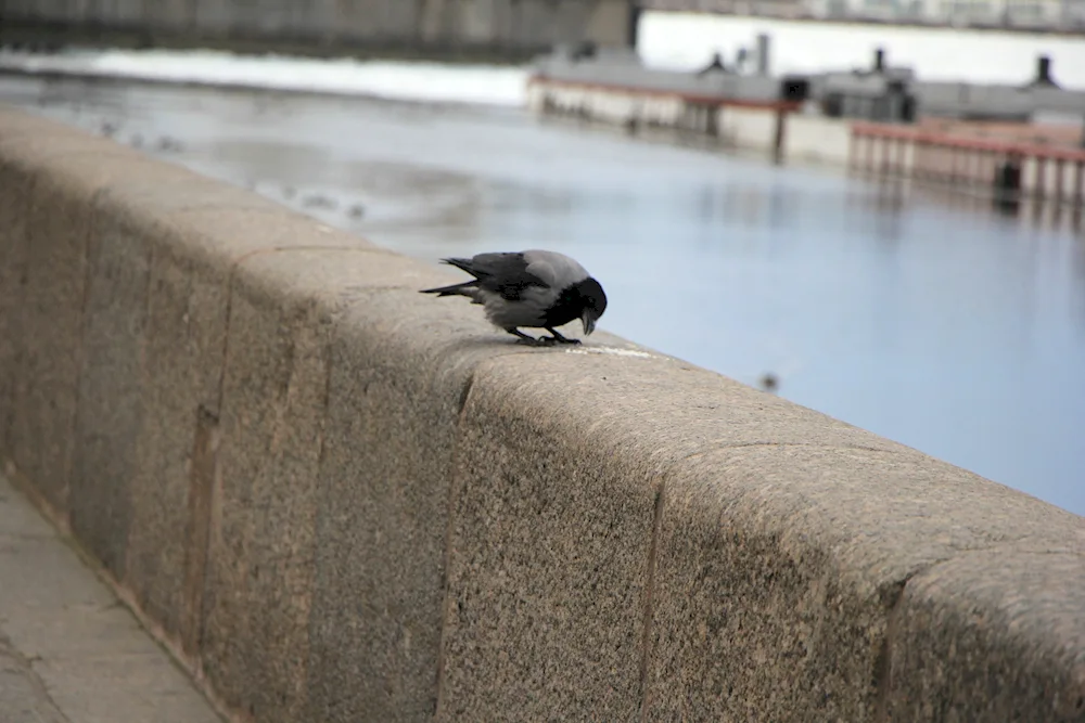 Birds of St. Petersburg