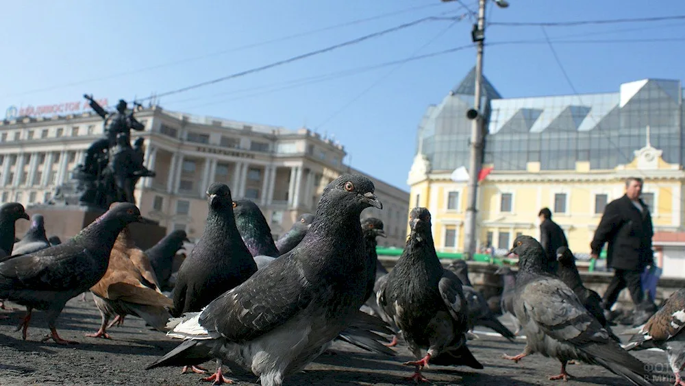 Saint Petersburg Neva Gulls