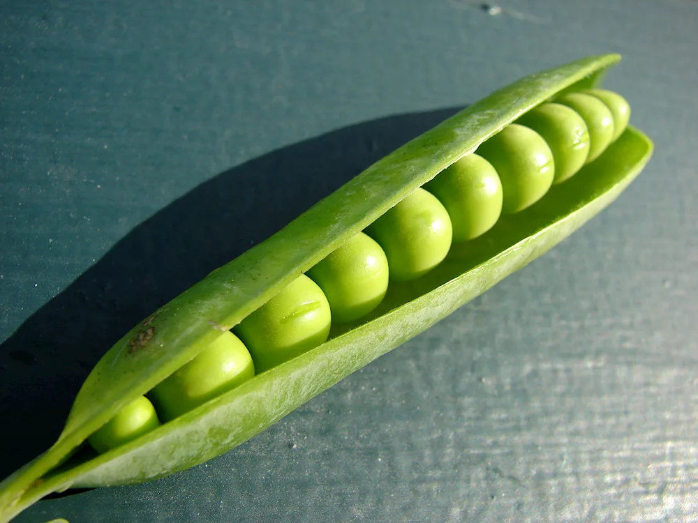 Lima beans plant