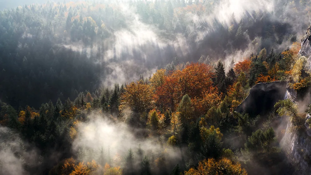 Mountains and forest in fog 4k