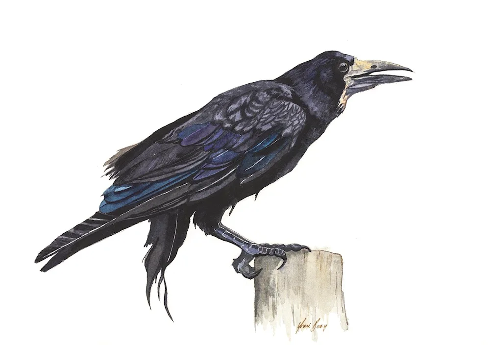 Crow on a transparent background