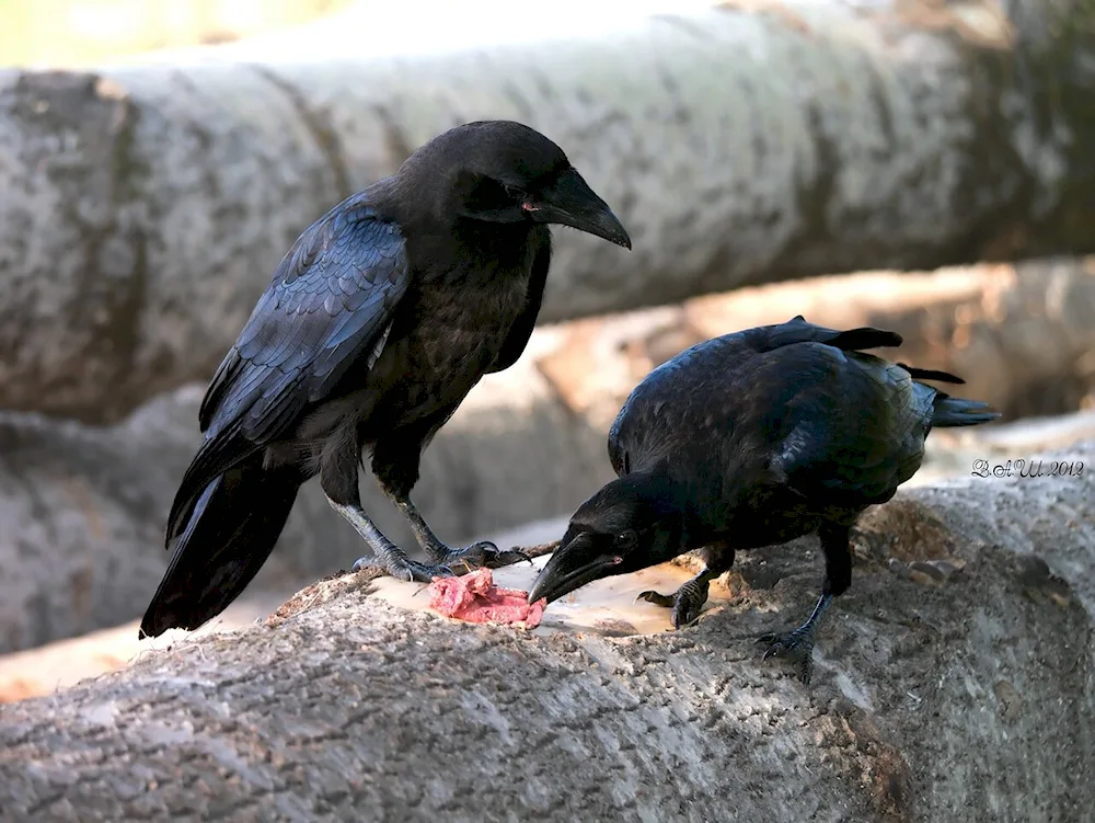 Crow on a branch