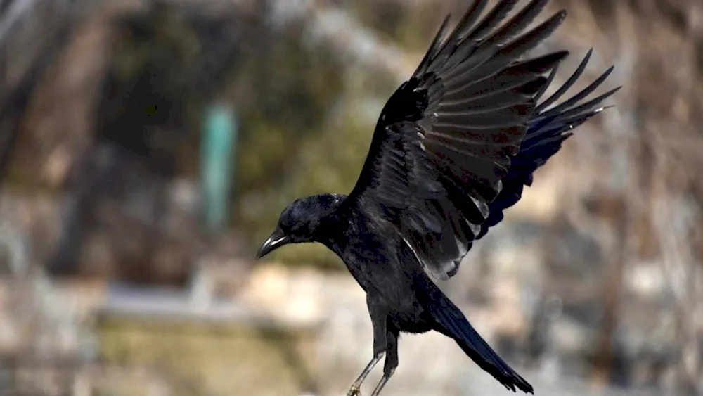 The Kuril raven