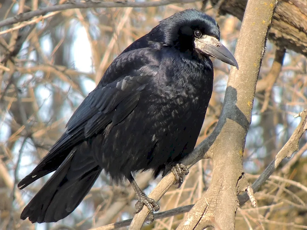 Corvus corax bird