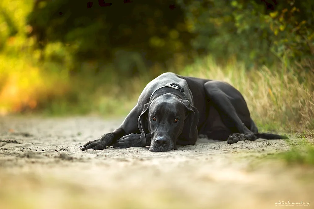 Great Dane dog