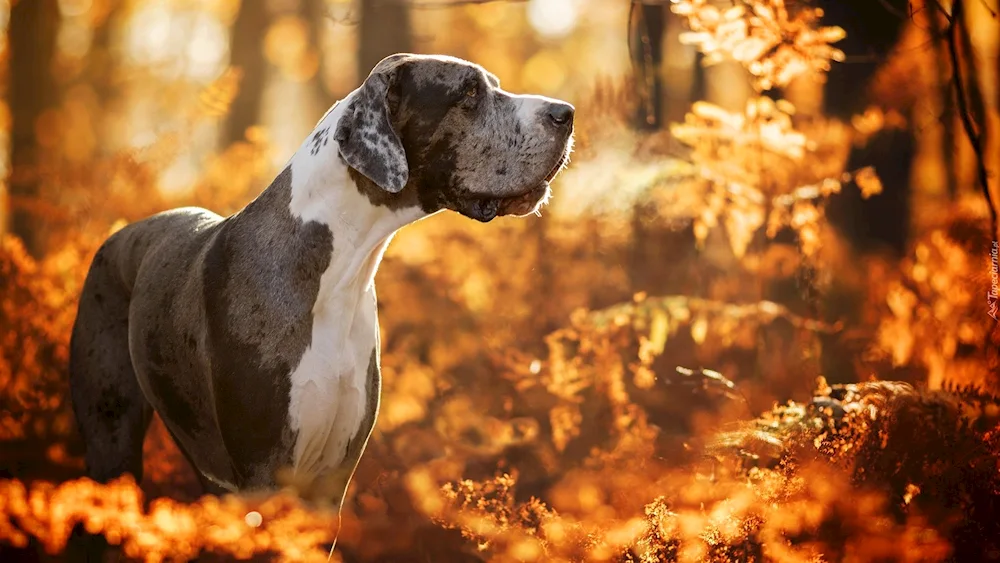 Great Dane dog