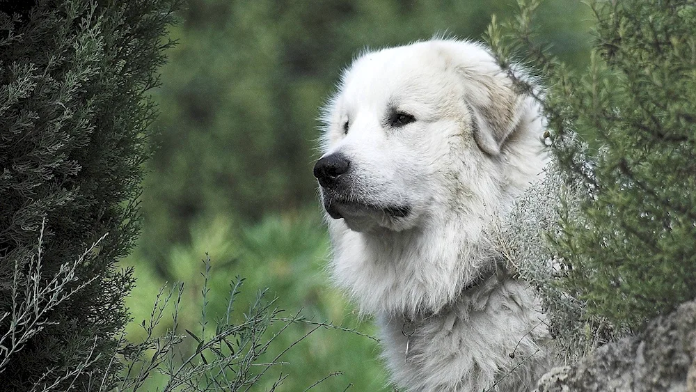 Great Pyrenees breed of dog