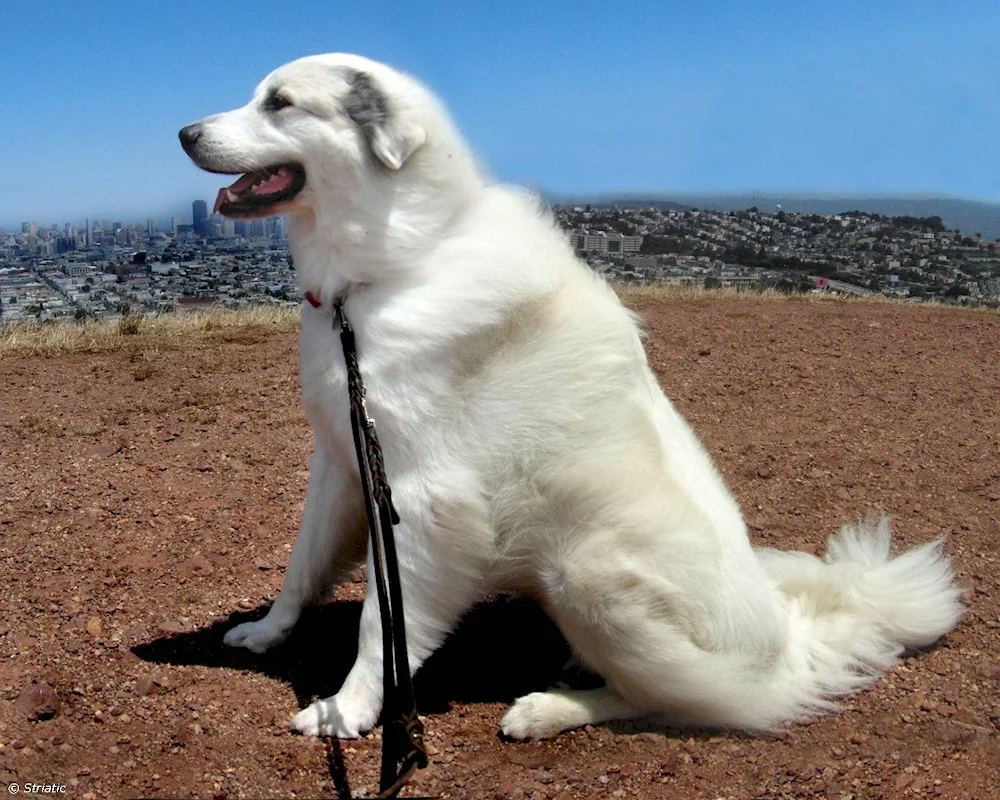 Great Pyrenees spitz