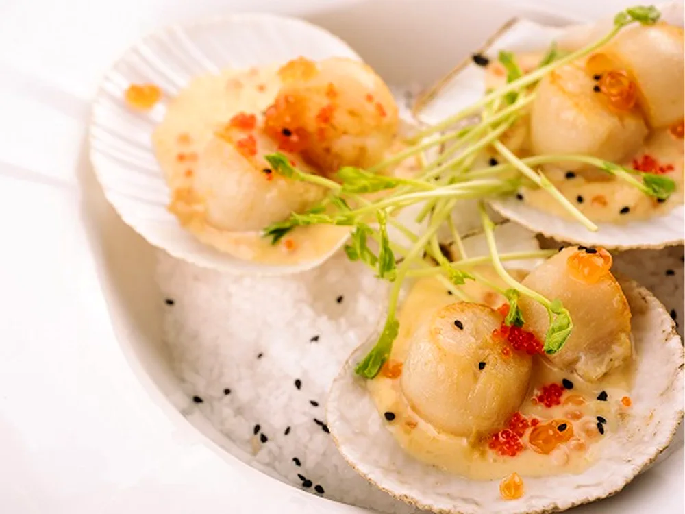 Marine delicacy scallops