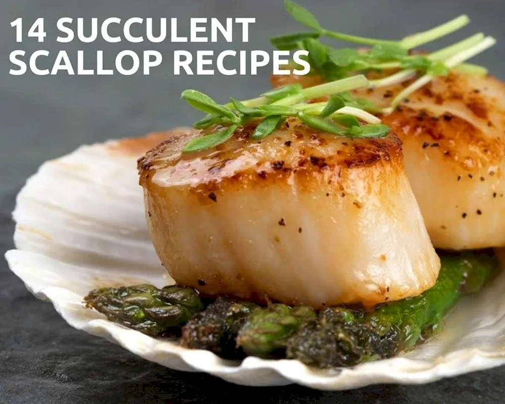 Scallops Scallops