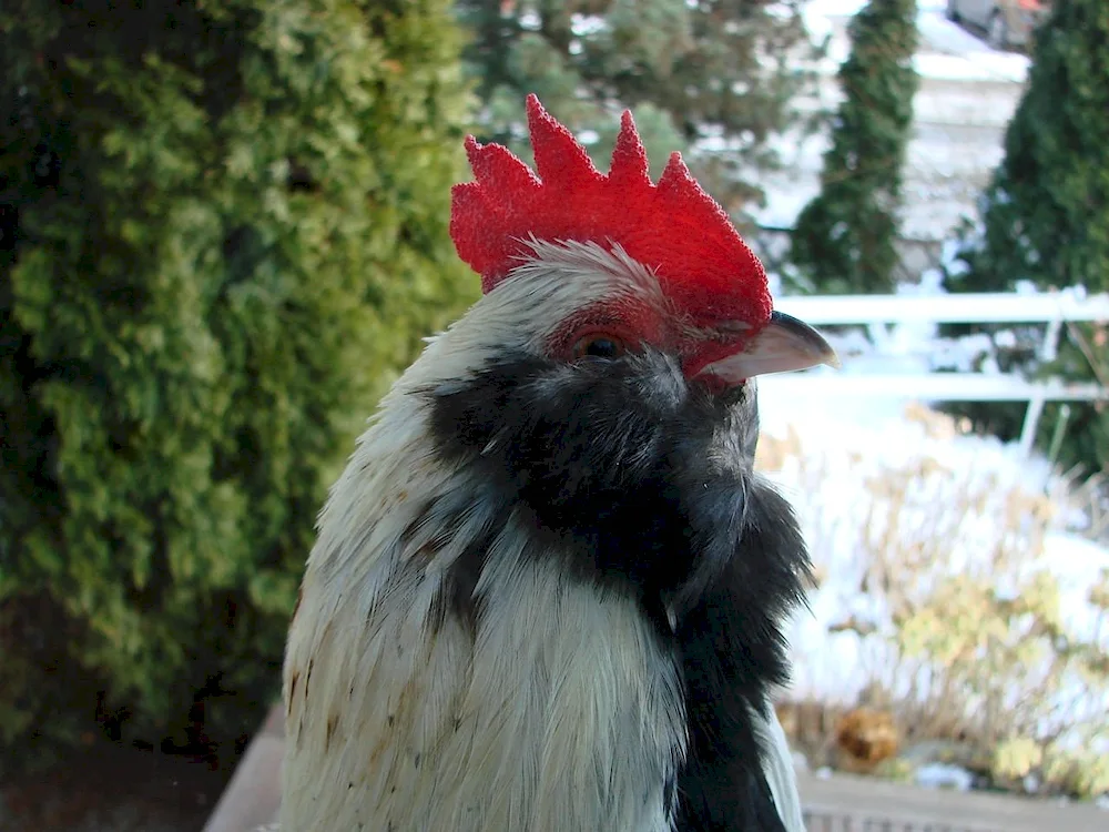 Japanese cockerel