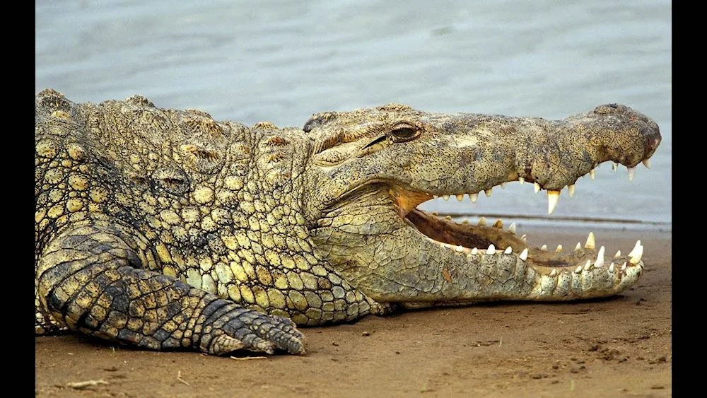 Nile crocodile