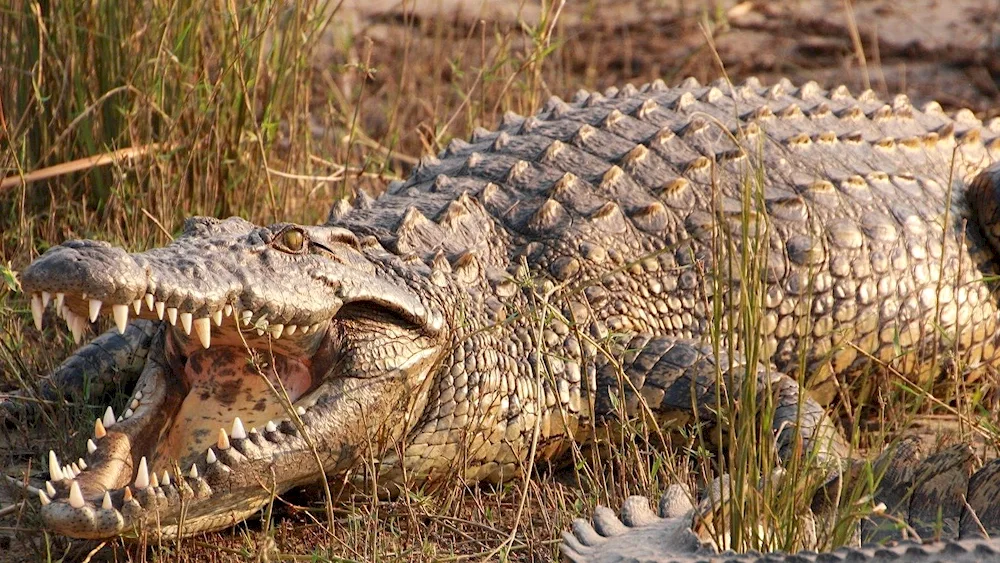 Nile crocodile