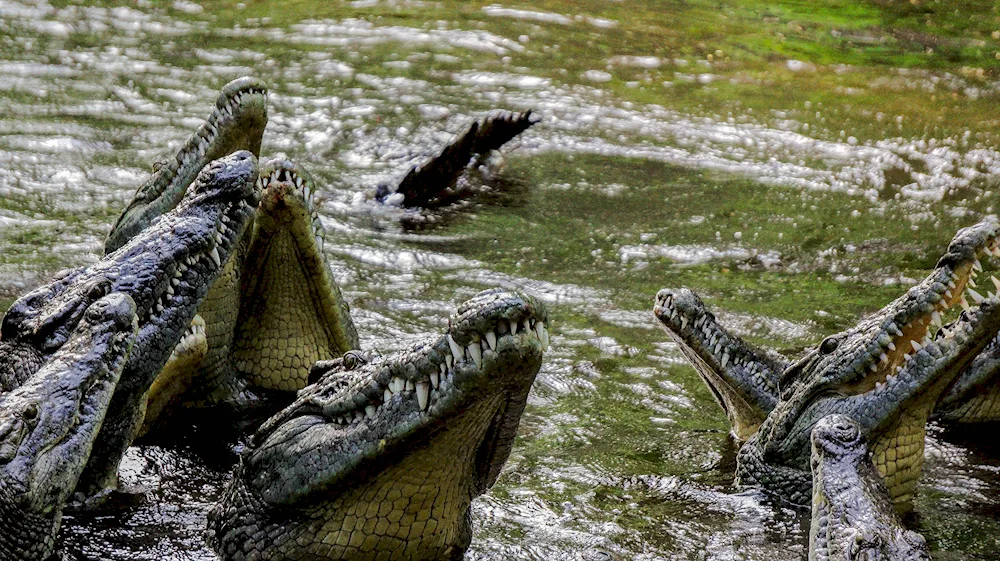 Nile crocodile