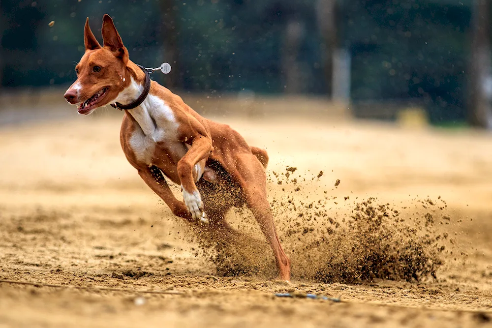 Greyhound running coursing