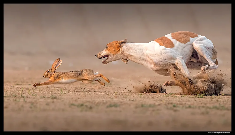 Dog running