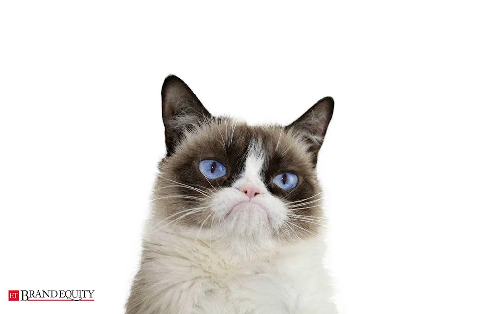 Grumpy cat