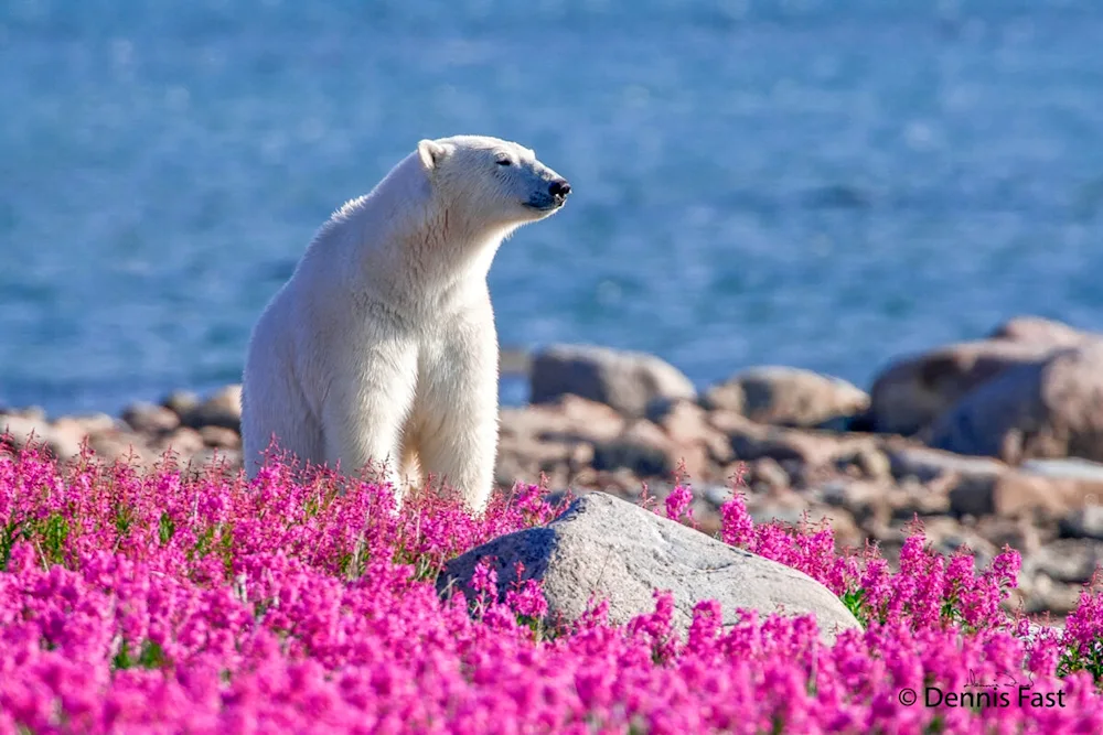 Greenland polar bears