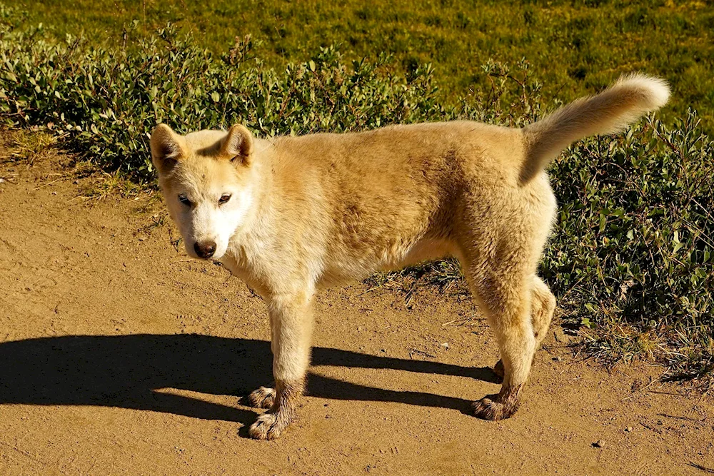 Laika shepherdess