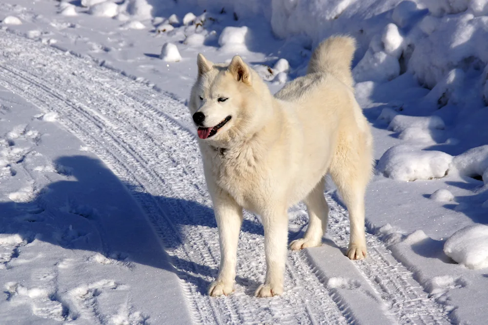 Greenland husky