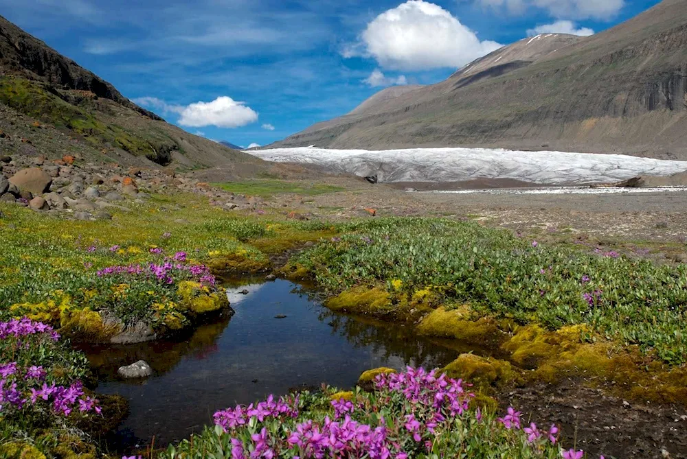 Greenland National Park Flora