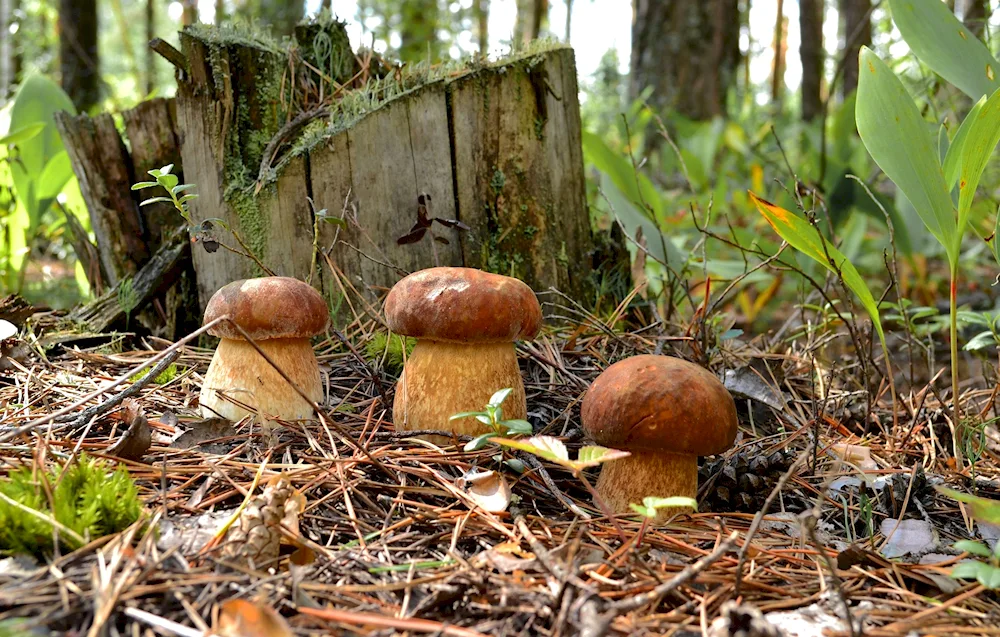 Borovik mushroom