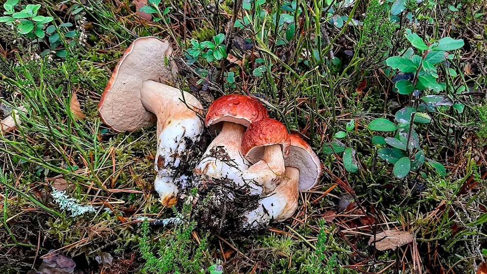 Borovik mushroom in the Novgorod region