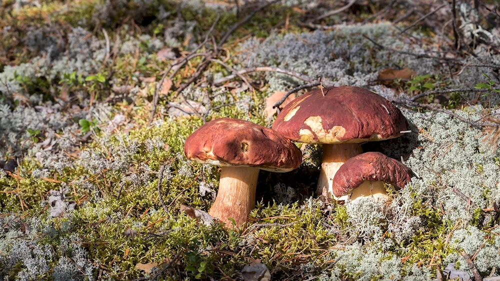 Borovoy butter mushroom