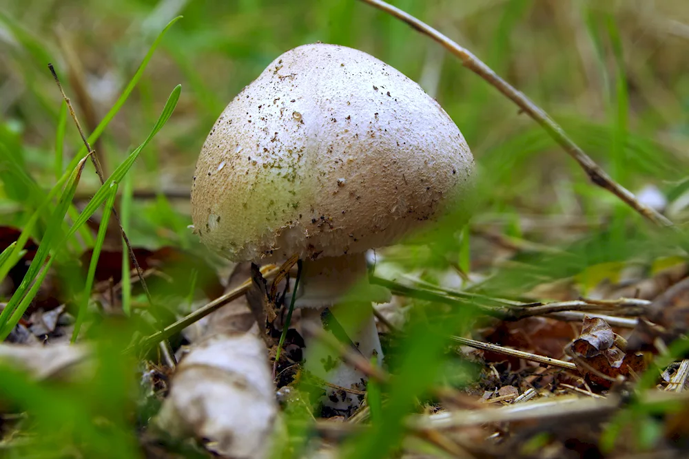 Grey mushrooms of white colour