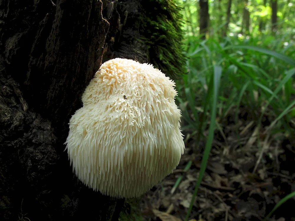 Mushroom indie AID