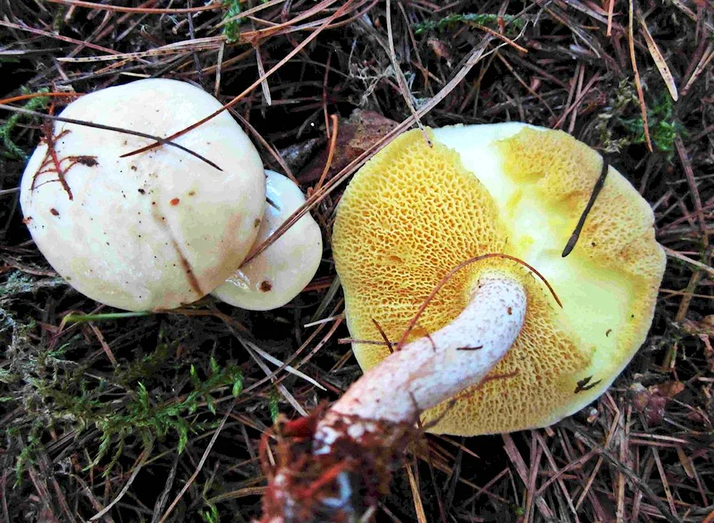 False mushroom mushroom