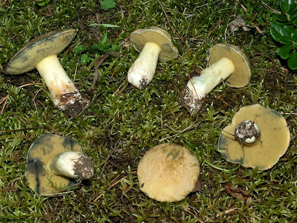 False mushroom from the Crimea