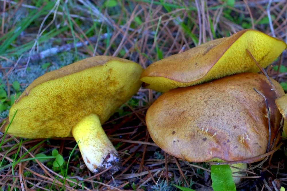 Edible mushrooms maslyata