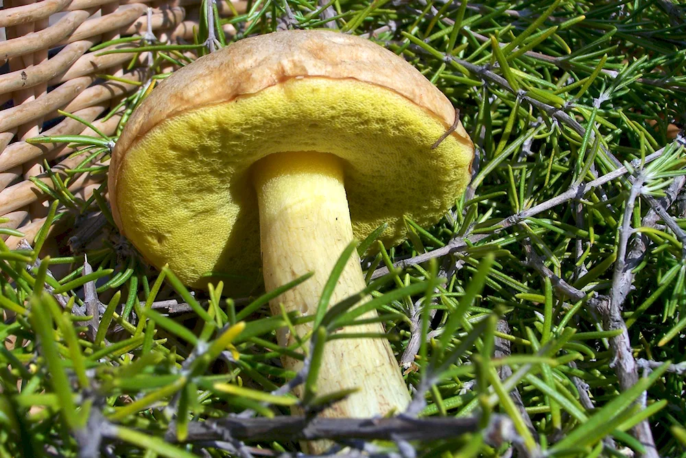 Sataninsky false buttercup mushroom