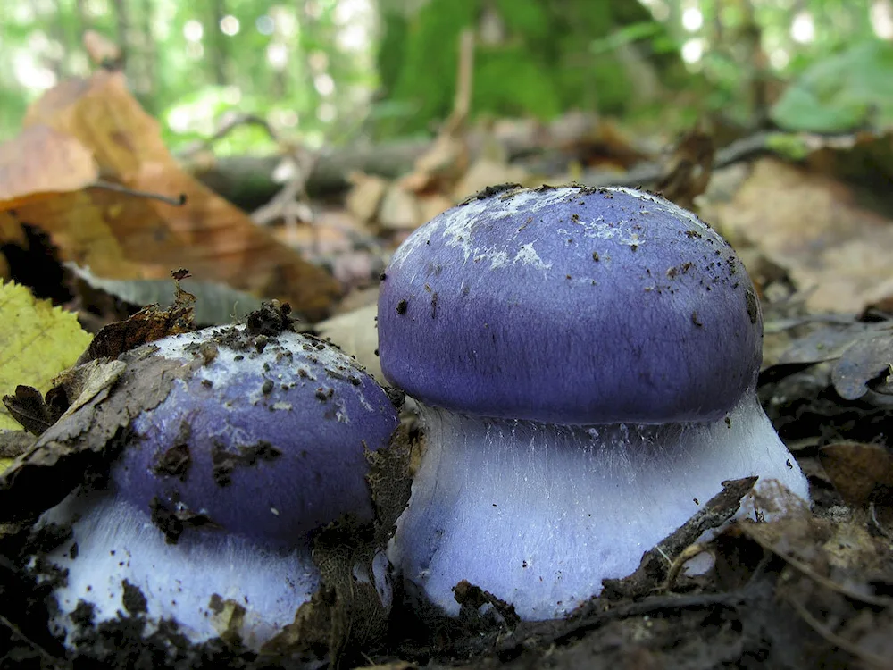 Sinyushka mushroom in Crimea