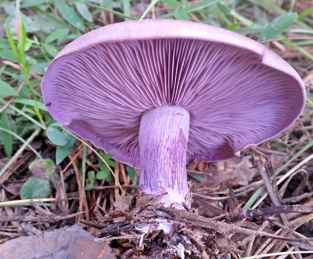 Pauline purple mushroom