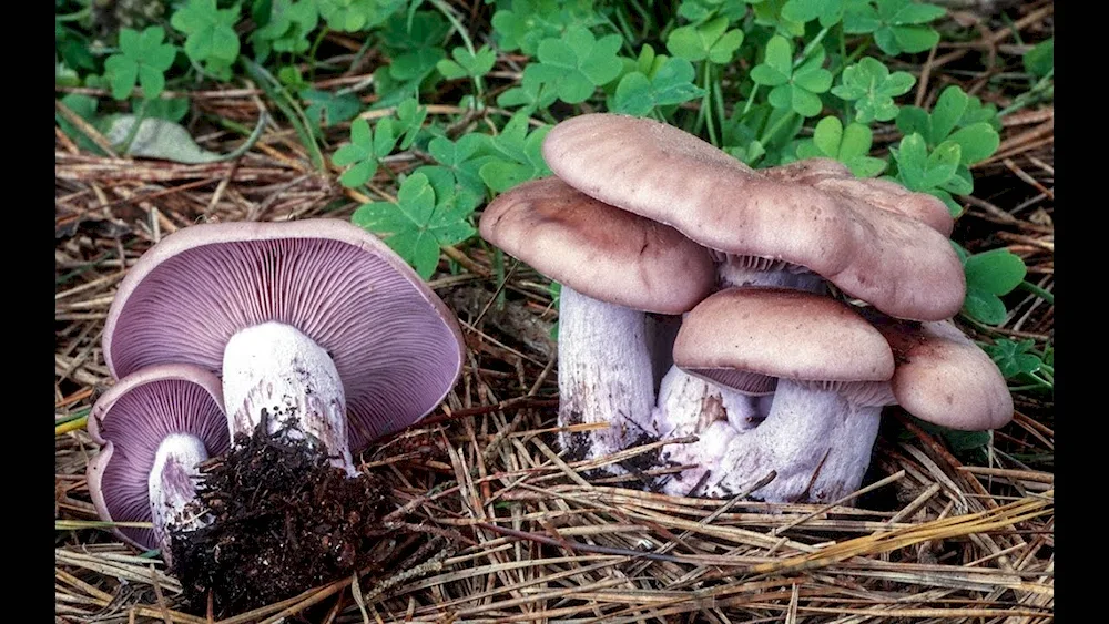 Pauliflower purple mushroom