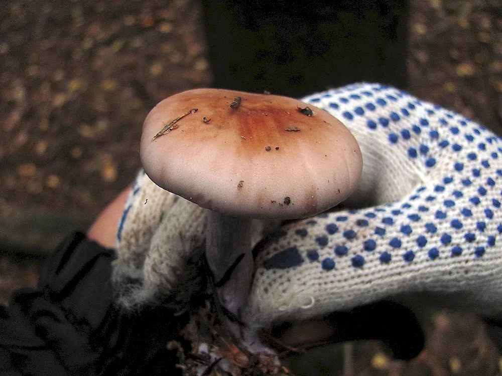 Pauliflower purple mushroom